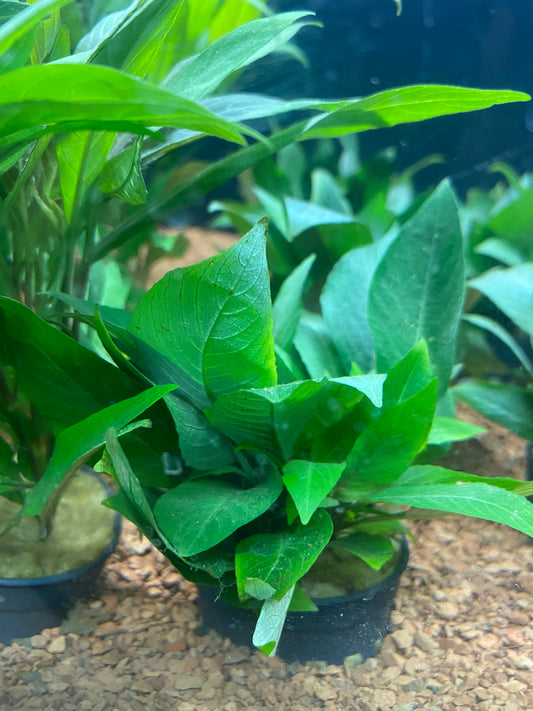 Hygrophila corymbosa compacta - Potted