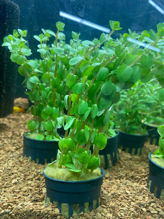 Rotala indica - Potted