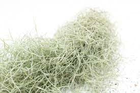 Spanish Moss, Dry - 8 x 12 " Cello Pack