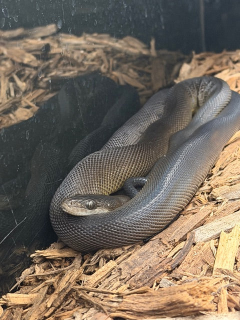 Australian Water Python (Liasis fuscus)