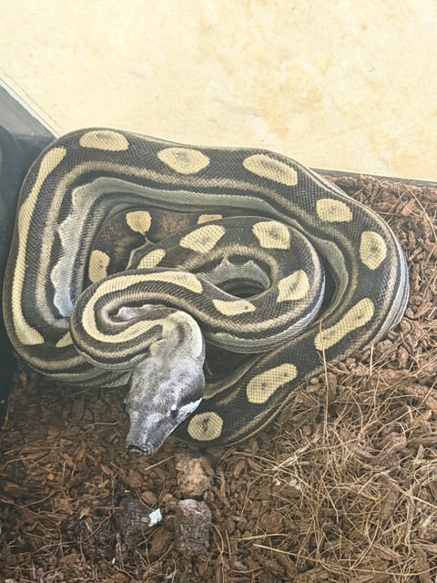 Boa Constrictor (Motley Het Anery)