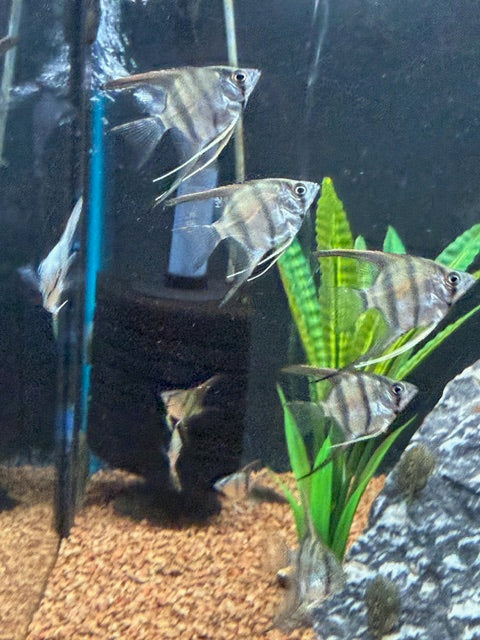 Small Silver Angelfish