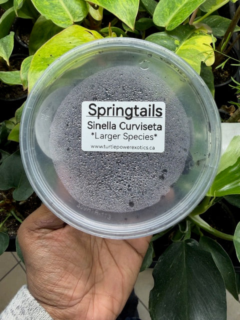 SpringTail Culture (Sinella Curviseta)