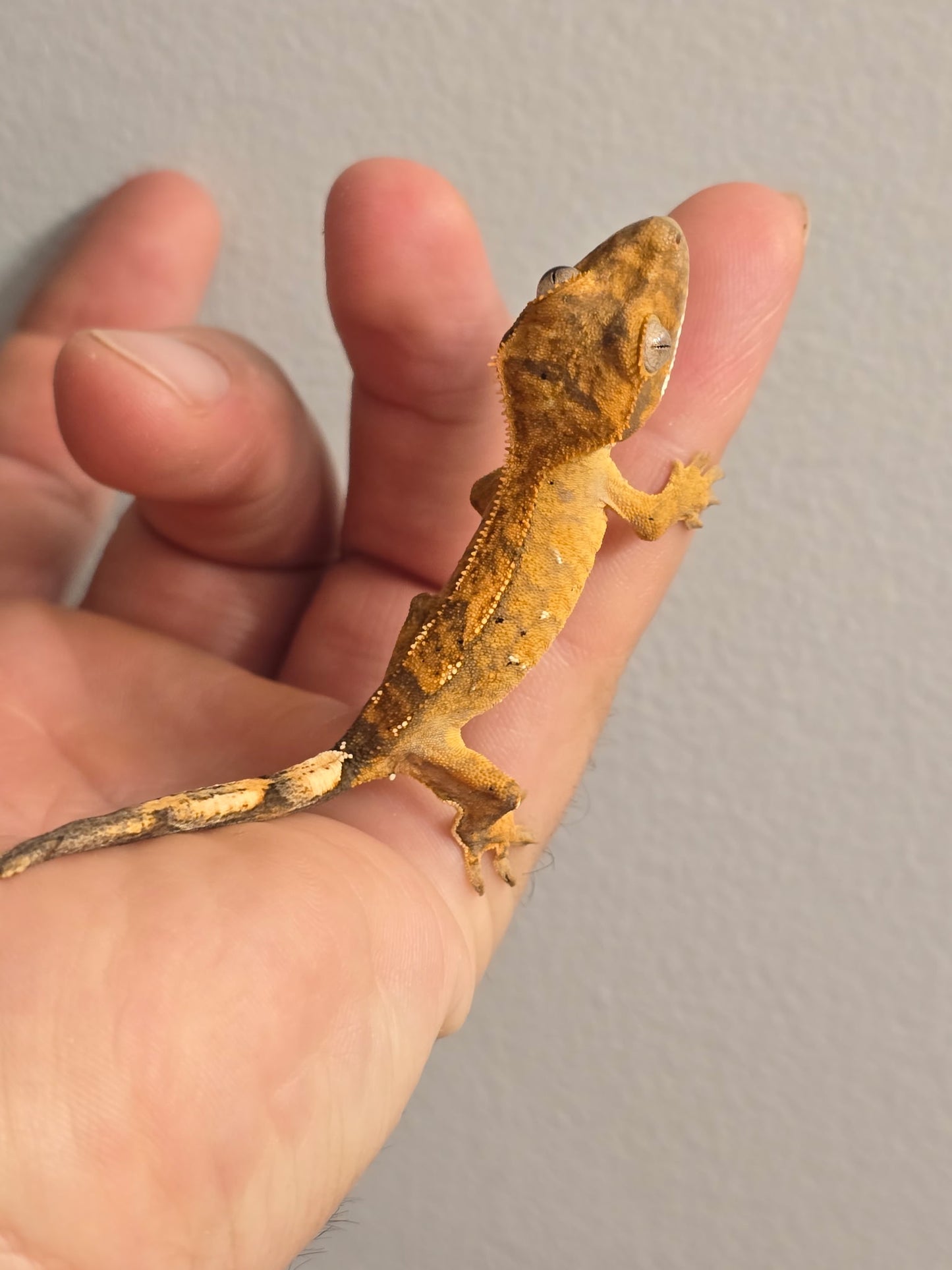 Yellow Crested Gecko