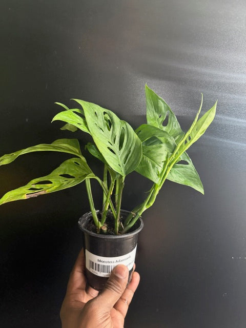 Monstera adansonii – Swiss Cheese Vine