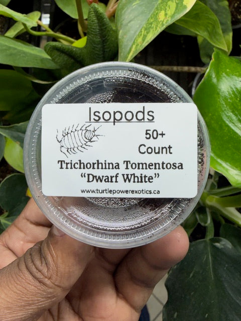 Trichorhina Tomentosa ( Dwarf White Isopods )