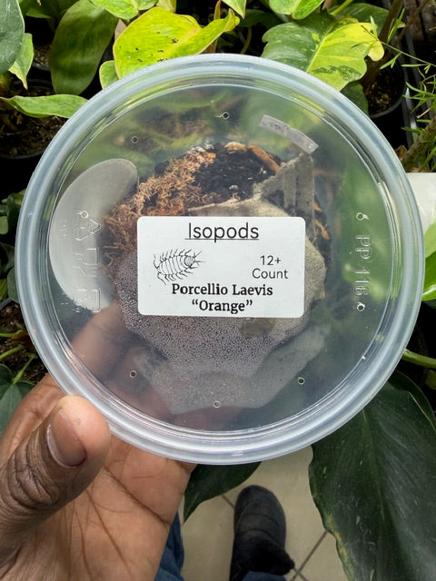 Porcellionides Pruinosus Powder Orange Isopods