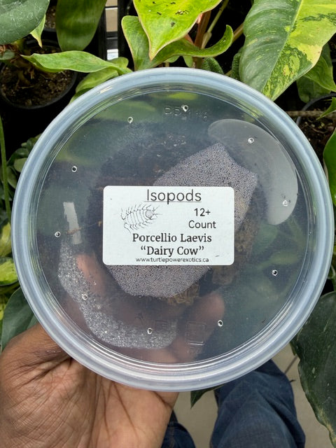 Porcellio Laevis Dairy Cow Isopods