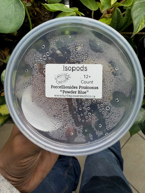 Porcellionides Pruinosus Powder Blue Isopods