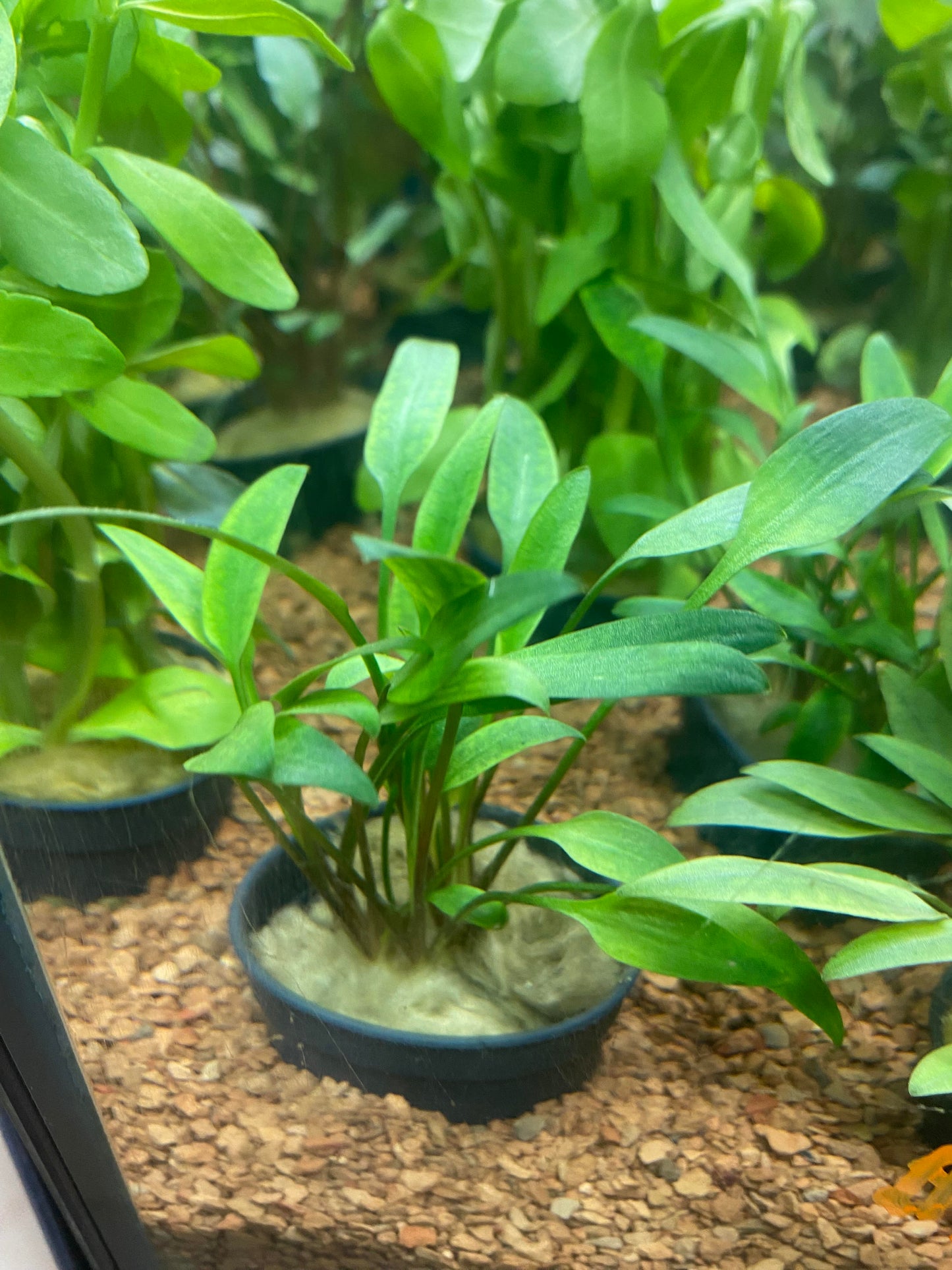 Cryptocoryne lutea - Potted