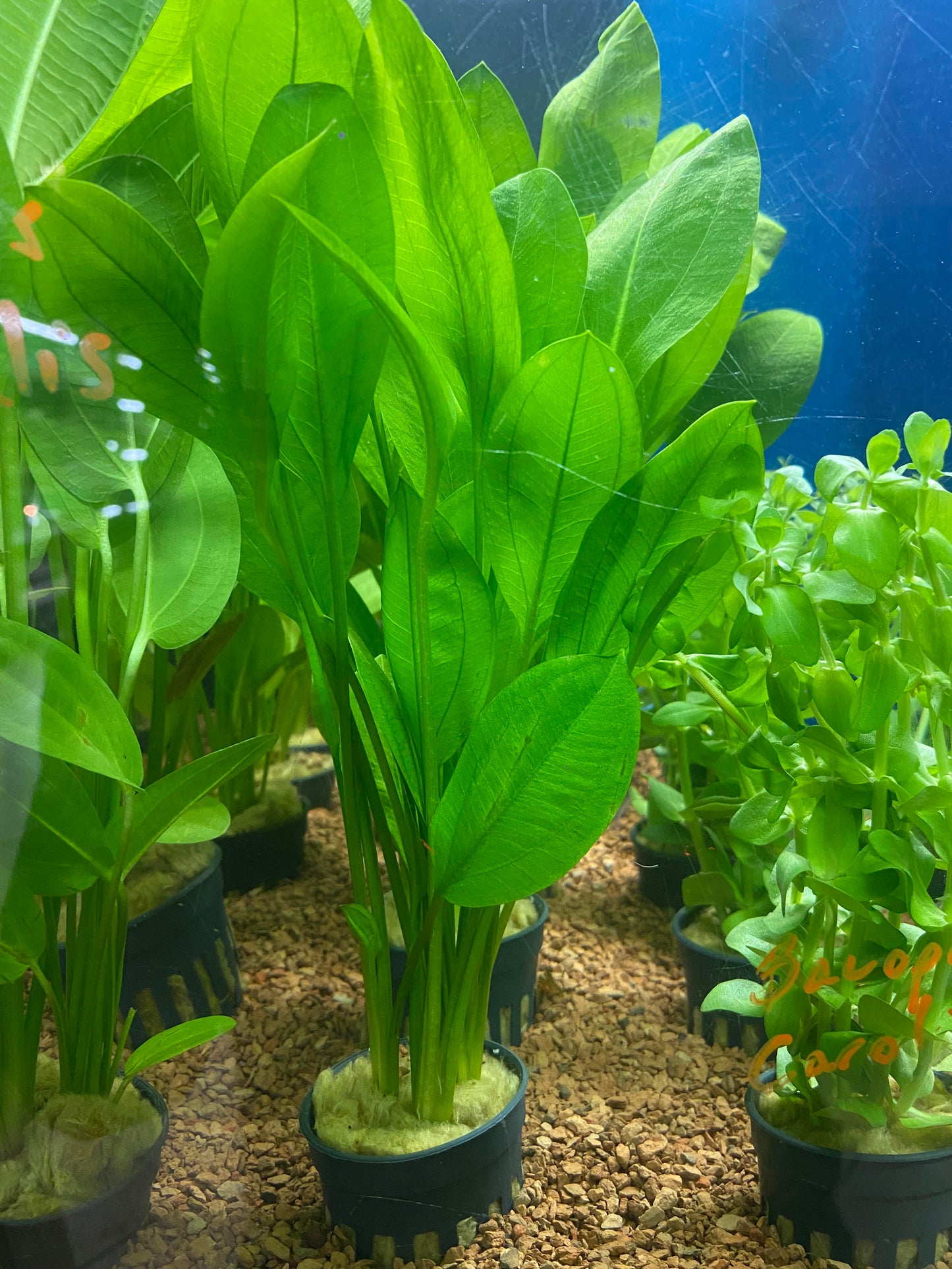 Echinodorus bleheri - Potted