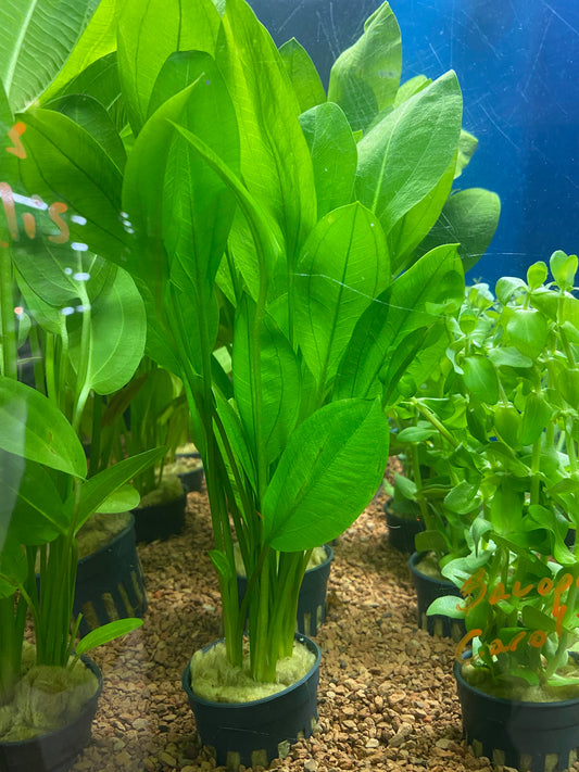 Echinodorus bleheri - Potted