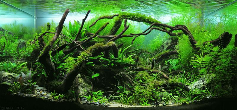 Aquarium Plants