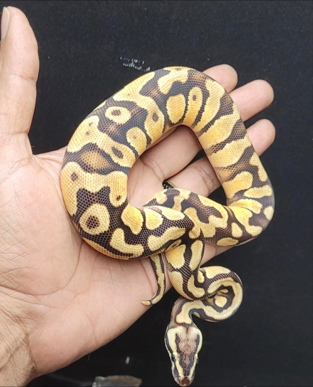 Pastel Enchi Yellow Ball Python – Juvenile