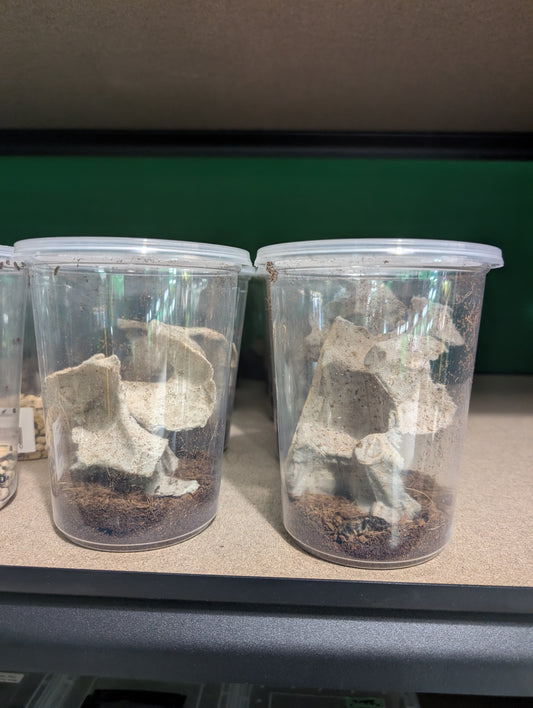 Discoid Roaches sm/md 12 count