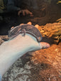 African Fat Tailed gecko