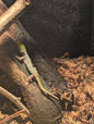 Lygodactylus conraui (Female)