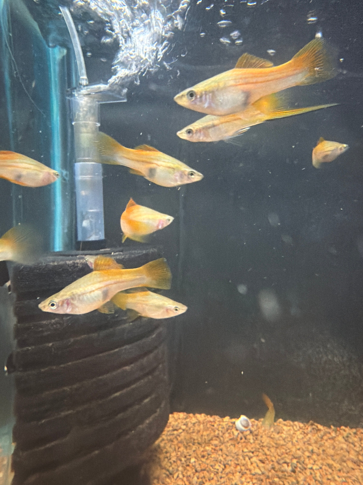 Neon Swordtail (Xiphophorus hellerii)