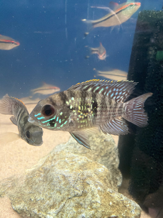Blue Acara