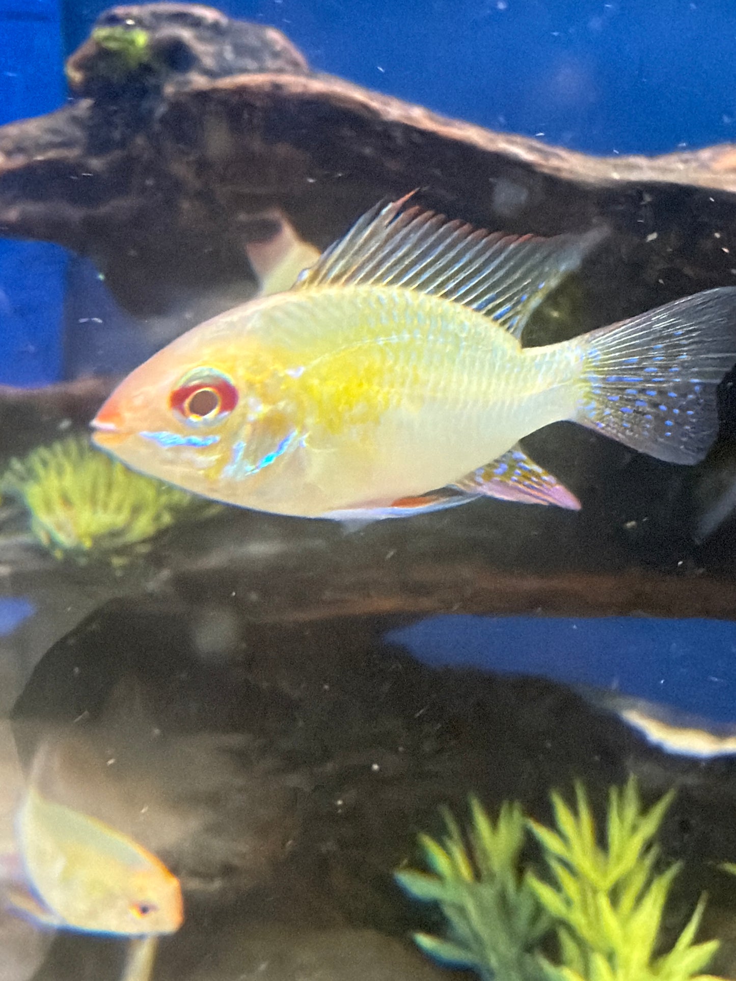 Gold Rams