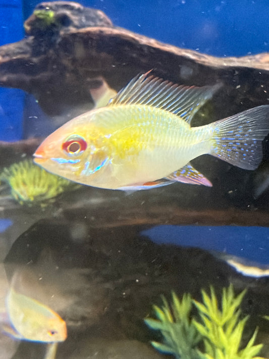 Gold Rams