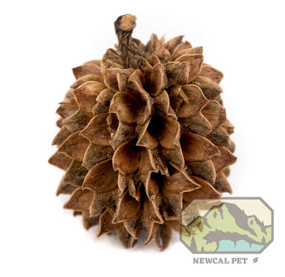 NewCal Casuarina Cones (Approx. 40 Cones)