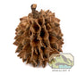 NewCal Casuarina Cones (Approx. 40 Cones)