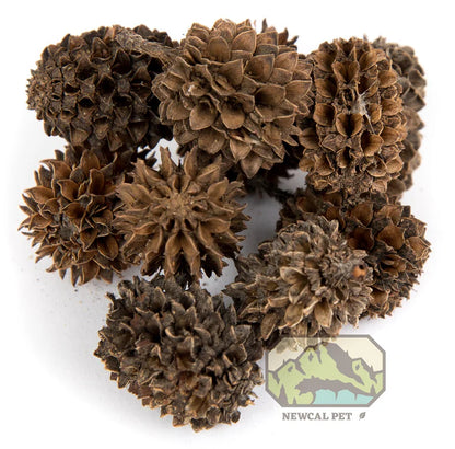 NewCal Casuarina Cones (Approx. 40 Cones)