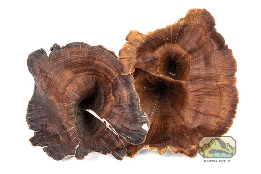 NewCal Golden Mushrooms, 4-Pack