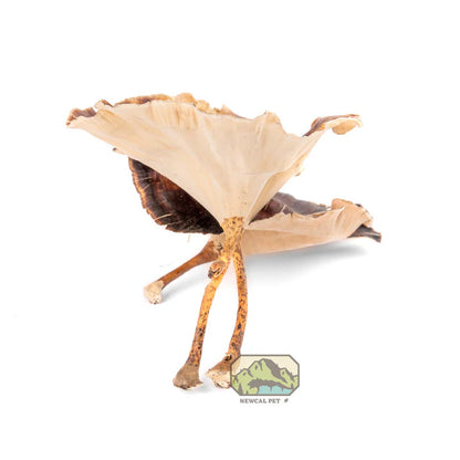 NewCal Golden Mushrooms, 4-Pack