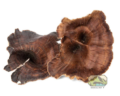 NewCal Golden Mushrooms, 4-Pack