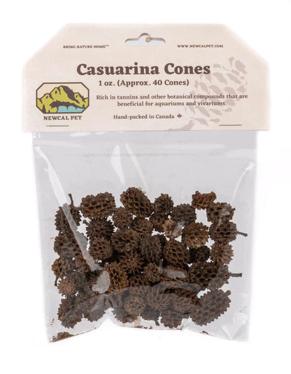 NewCal Casuarina Cones (Approx. 40 Cones)