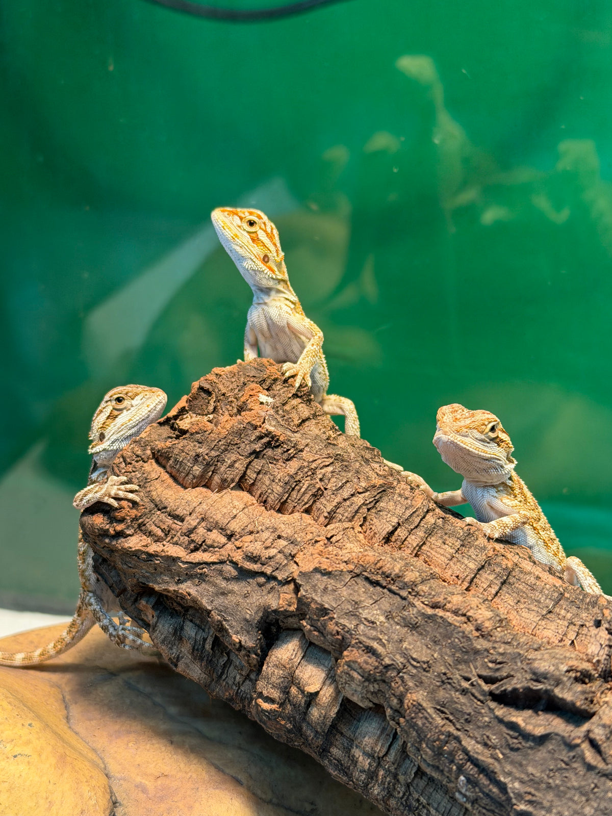 Assorted Juvenile Bearded Dragons