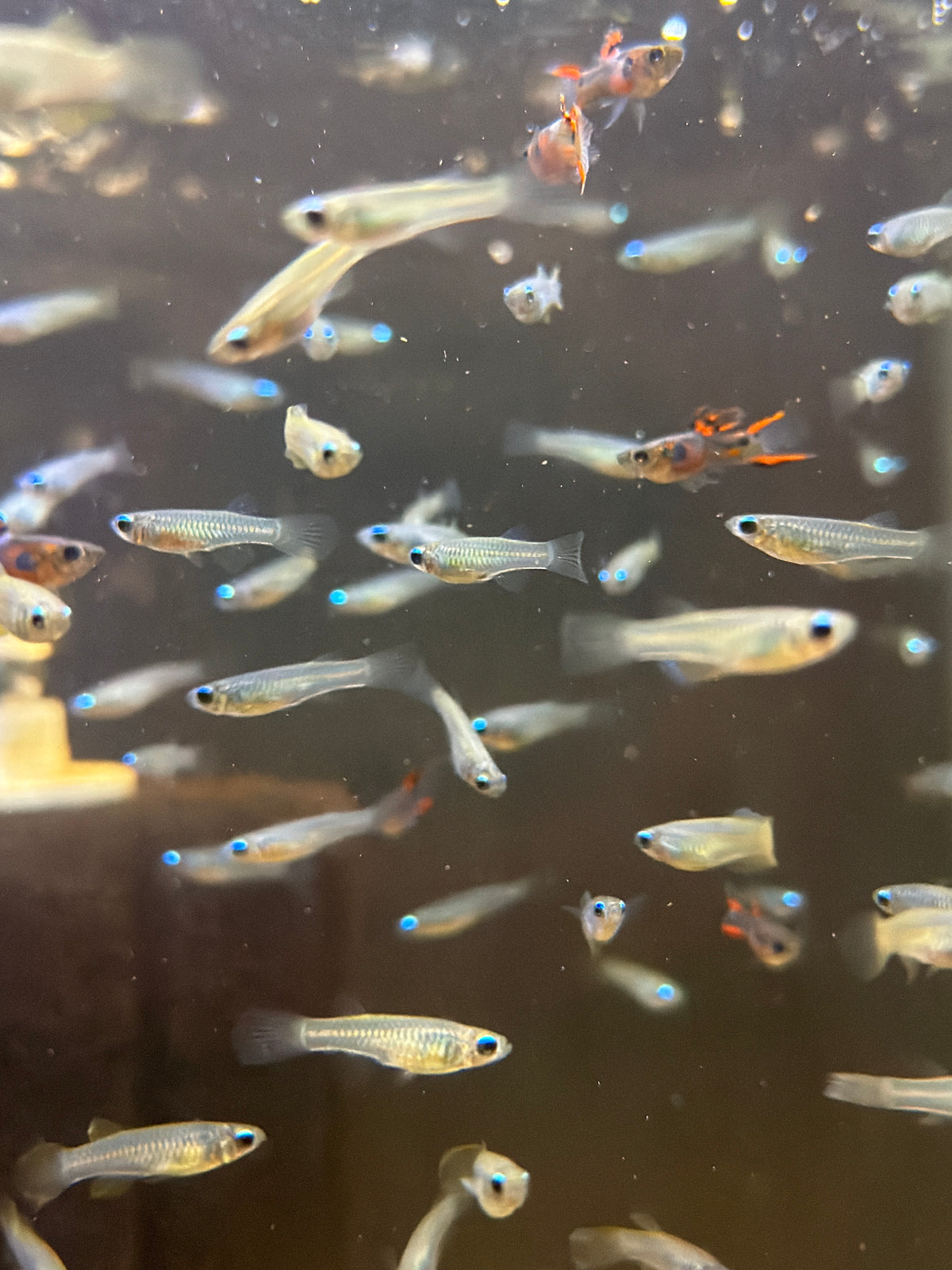 Lamp Eye Killifish (Poropanchax normani)