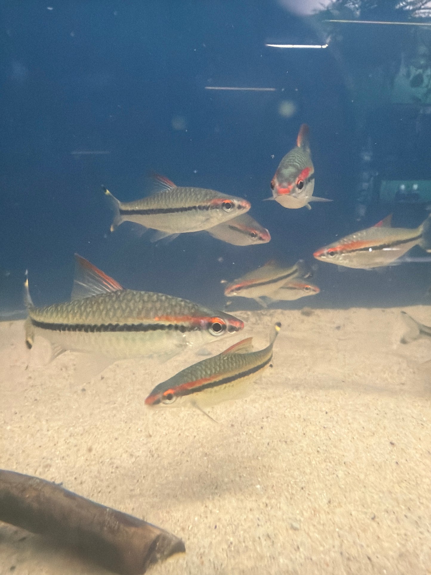 Denison barb