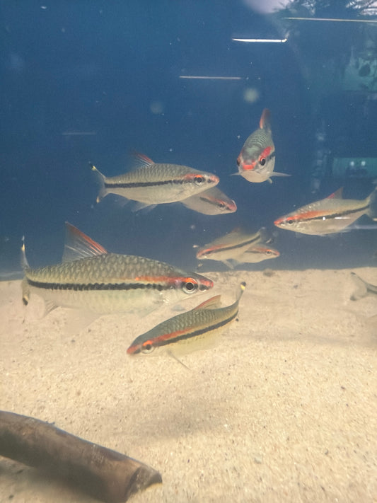 Denison barb