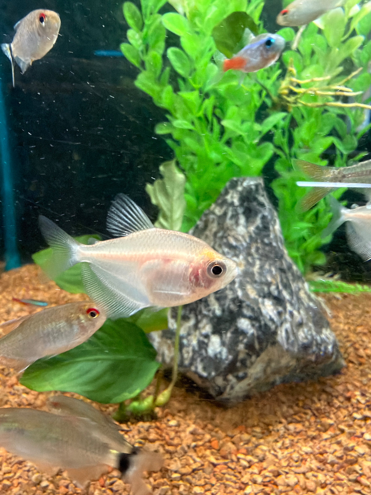 White Skirt Tetra (Gymnocorymbus ternetzi)