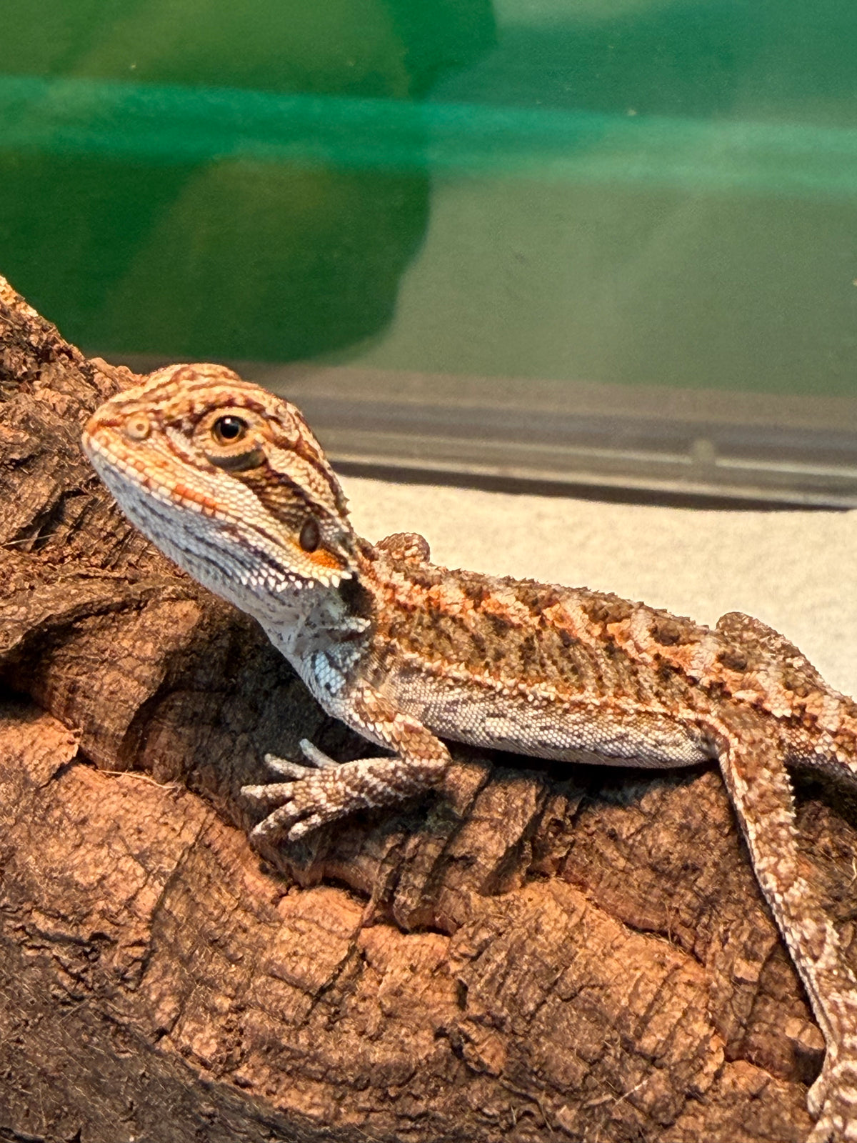 Assorted Juvenile Bearded Dragons