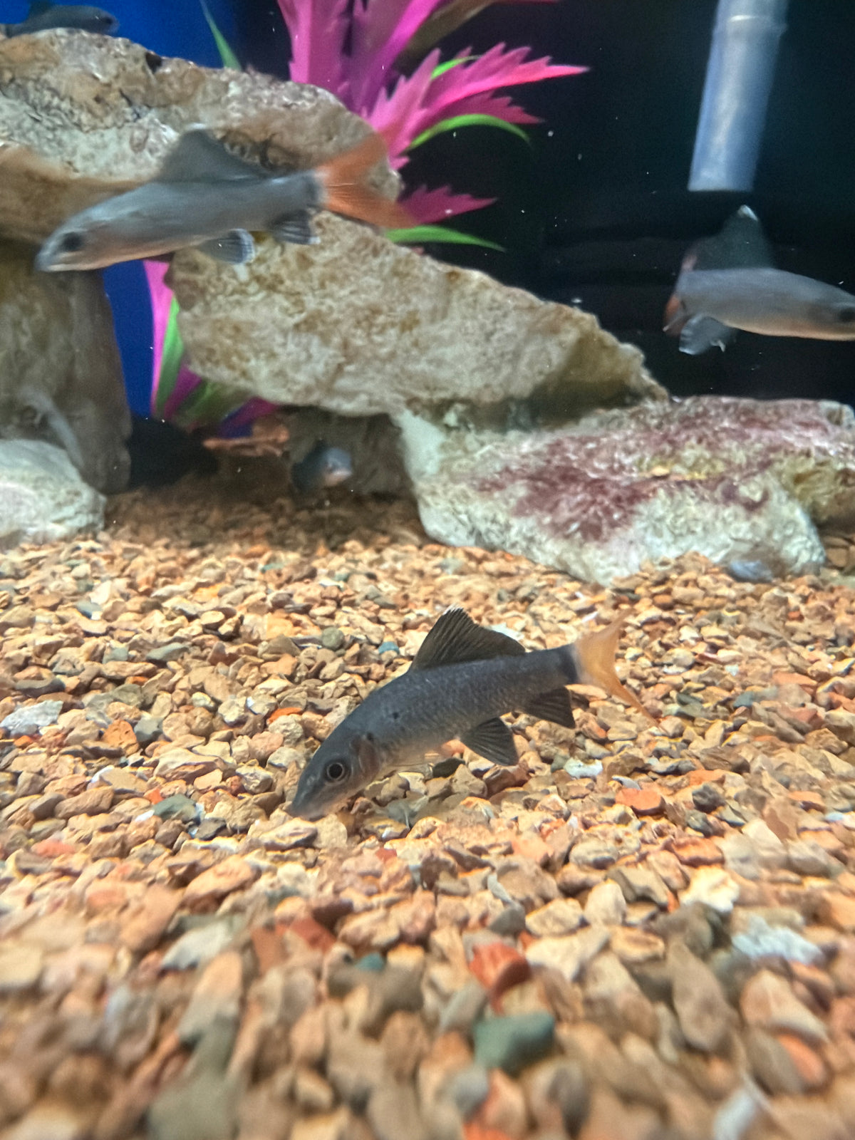 Red Tail Black Shark