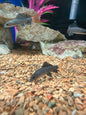 Red Tail Black Shark