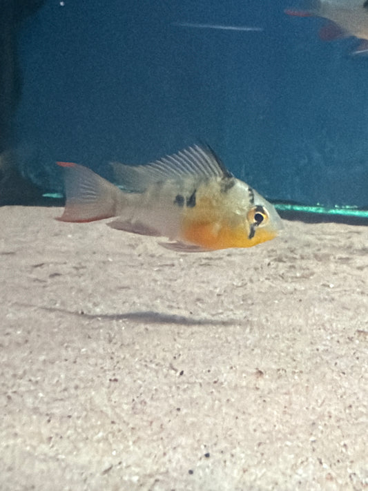 Bolivian Ram (Mikrogeophagus altispinosus)