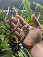Normal Cornsnake