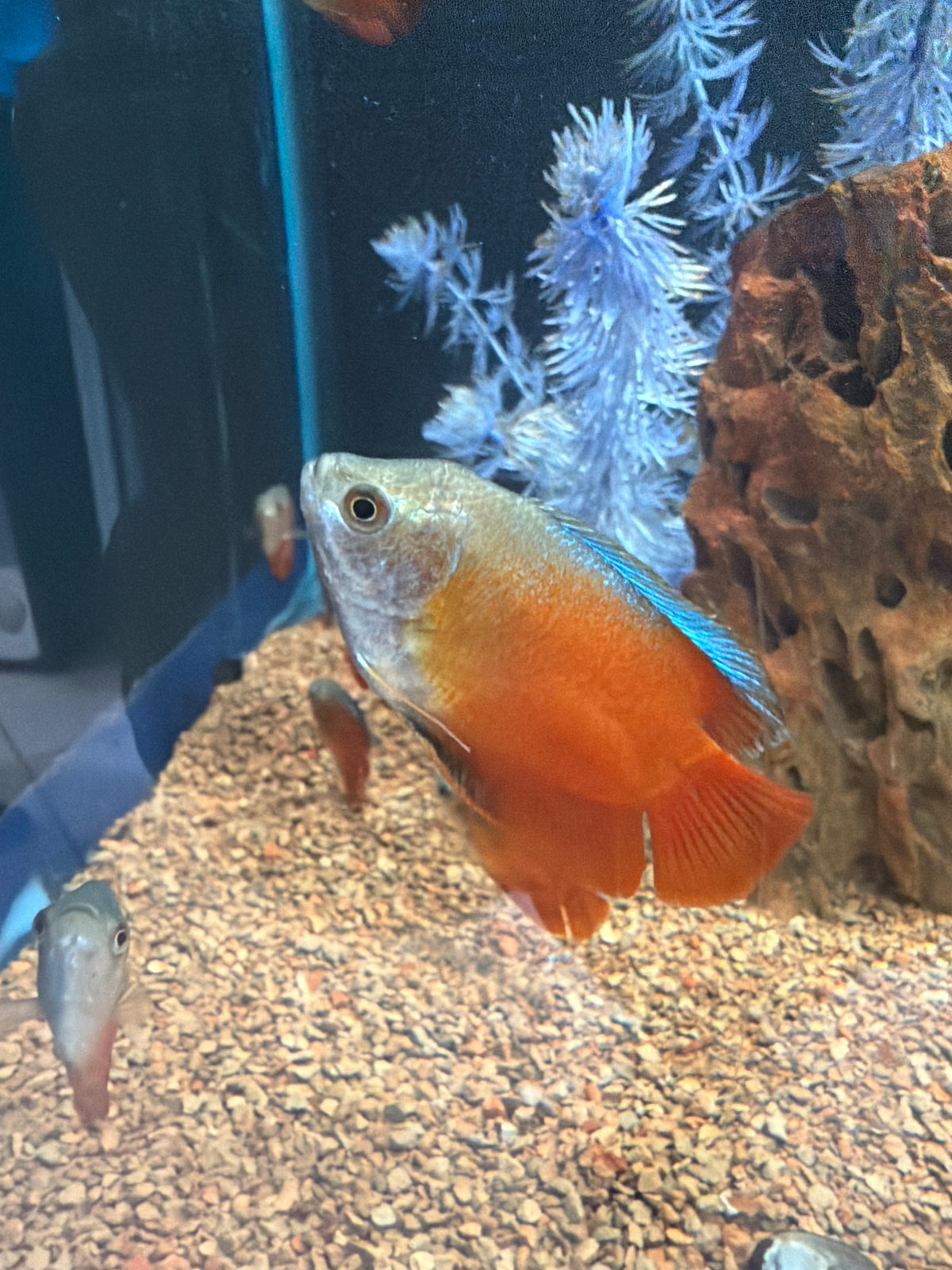Blood Red Dwarf Gourami (Trichogaster lalius)