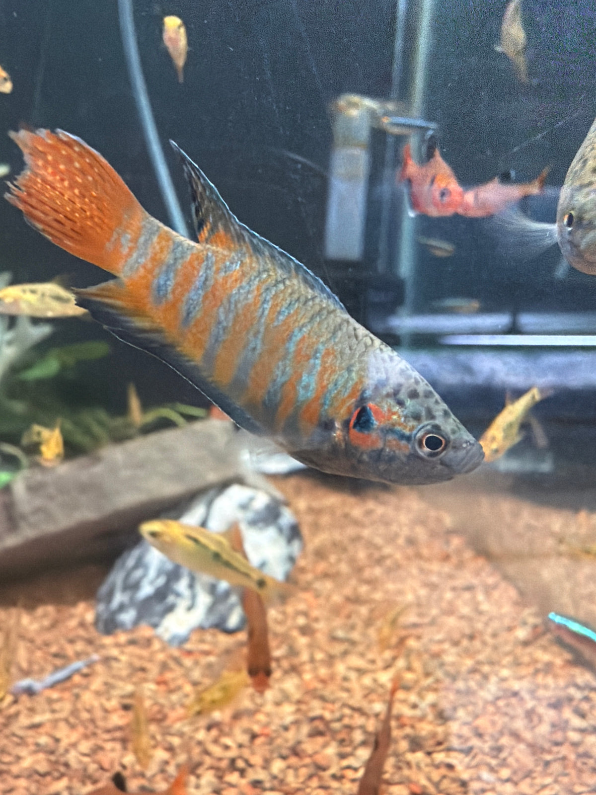 Paradise Gourami (Macropodus opercularis)