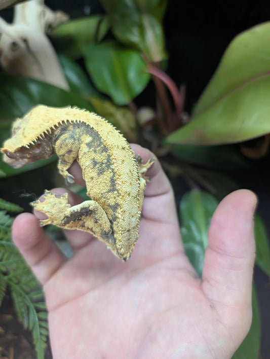 Adult Crested Geckos (Missing Tail)
