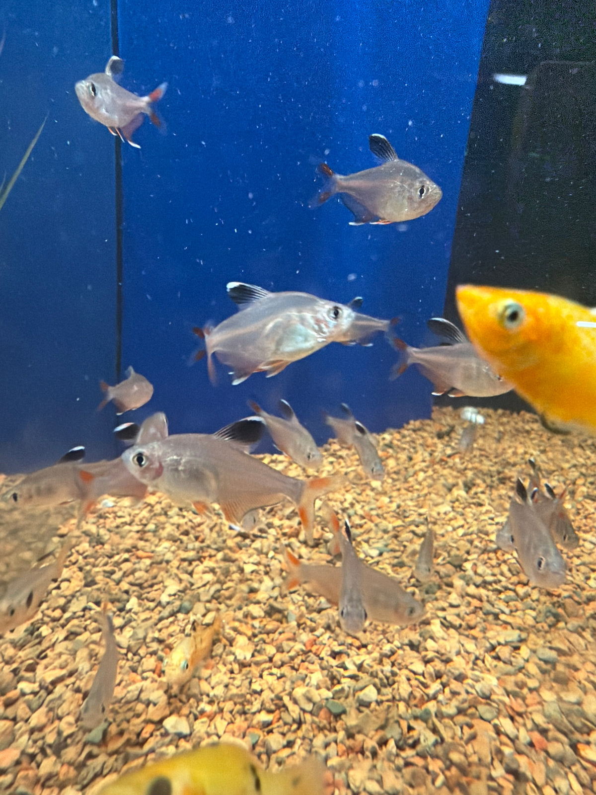 Rosy Tetra (Hyphessobrycon rosaceus)