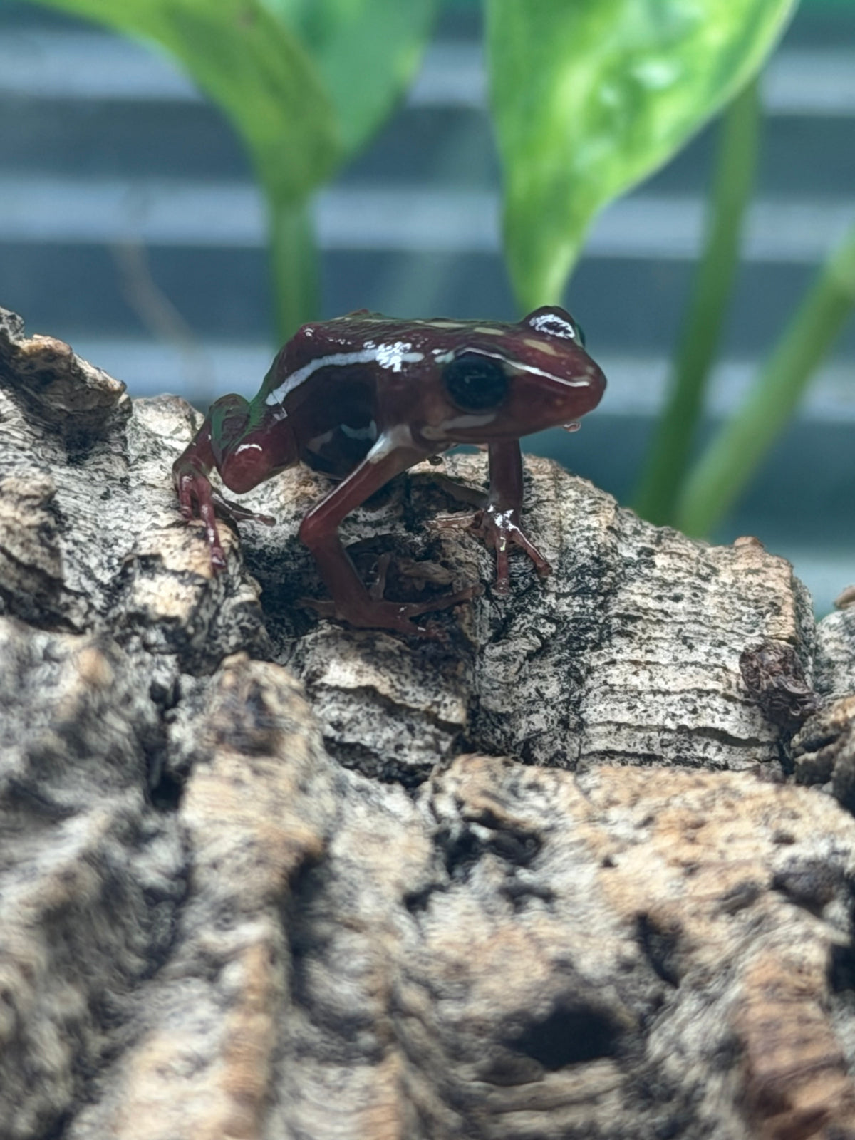 Santa Isabel Dart Frog