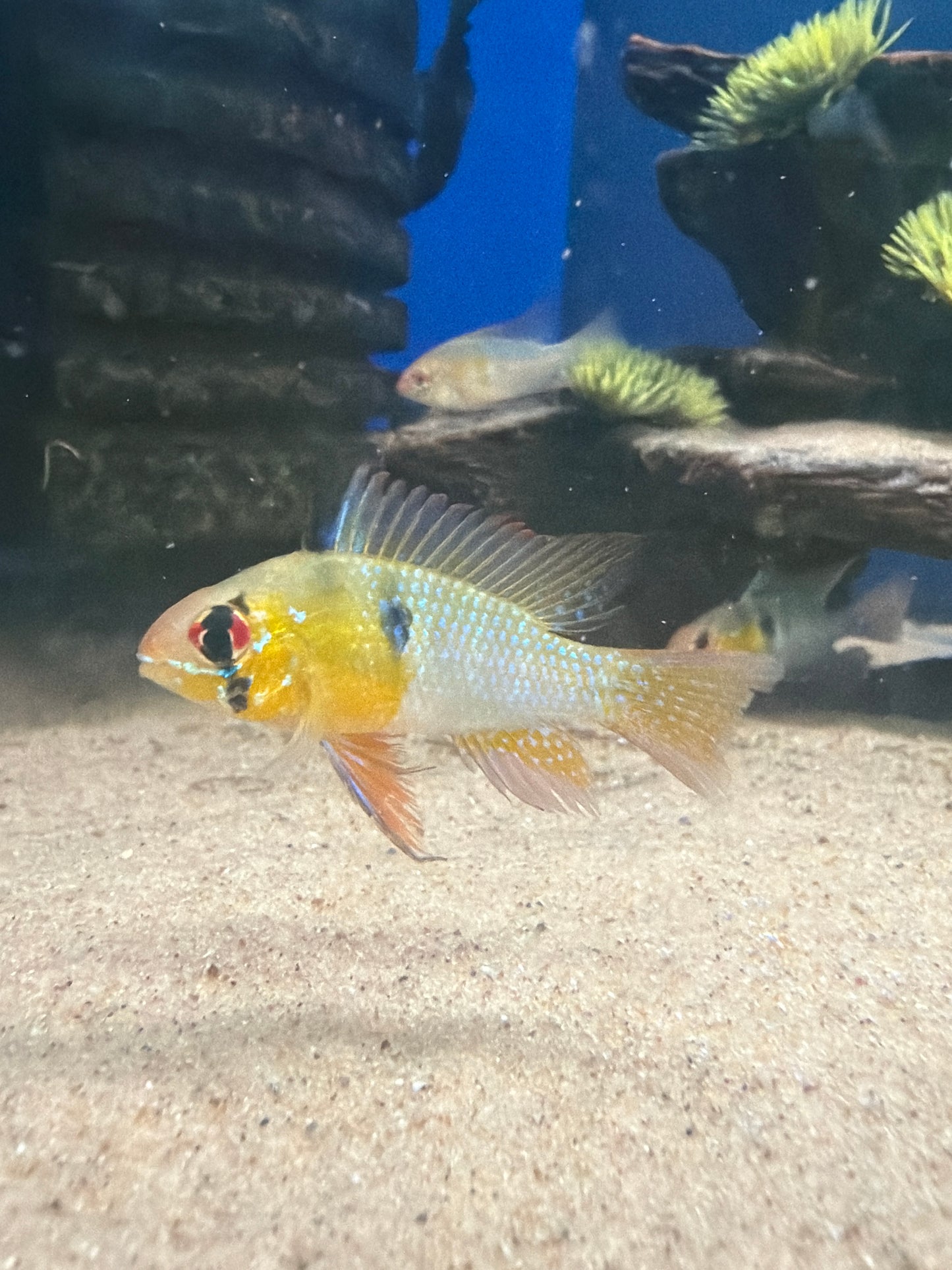 Blue Rams
