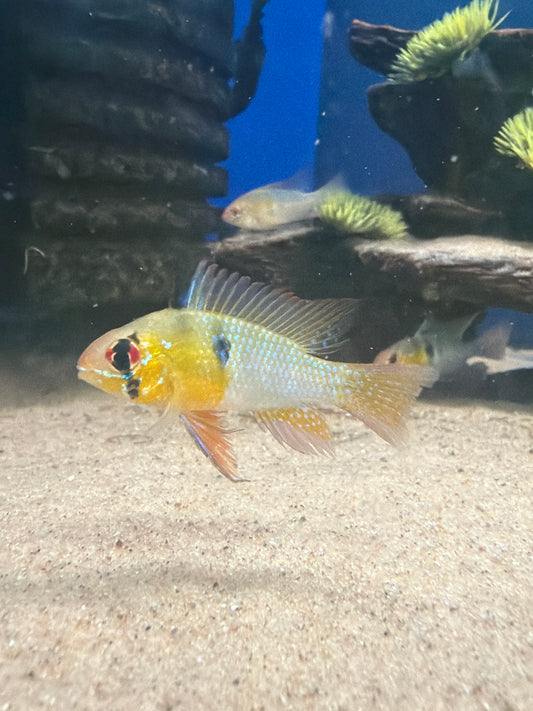 Blue Rams