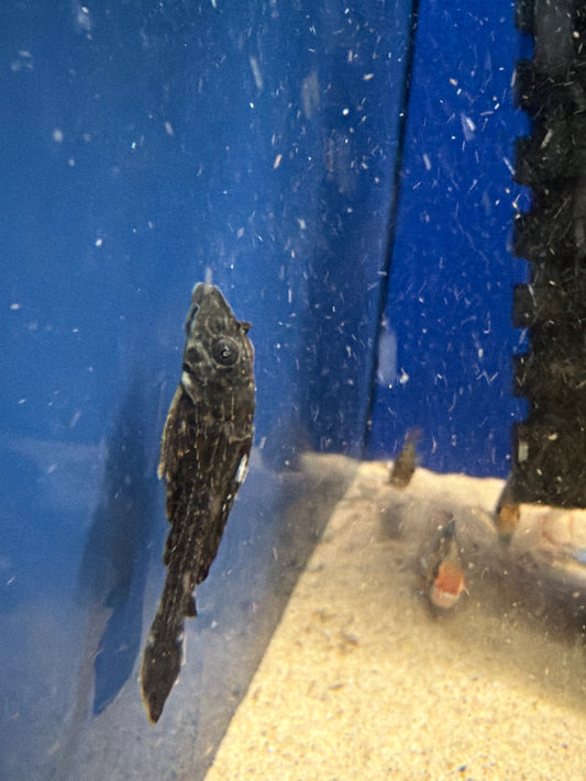 Common Pleco